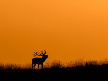 Edelhertenbronst op de Veluwe