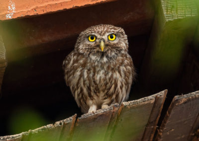 Portfolio Janick Little Owl - Greece