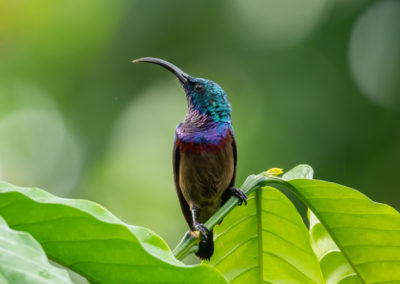 Portfolio Janick Lotens Sunbird - India