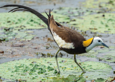 Portfolio Janick Pheasant-Tailed Jacana - Taiwan