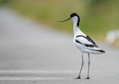 Portfolio Janick Pied Avocet - Belgium