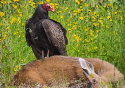 Portfolio Janick Turkey Vulture - Canada