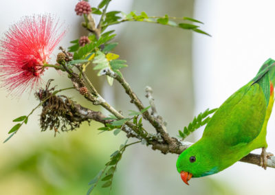 Portfolio Janick Vernal Hanging Parrot - India