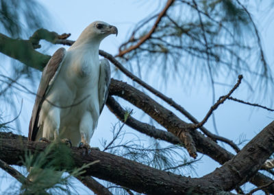 Portfolio Janick White-Bellied Sea Eagle - India