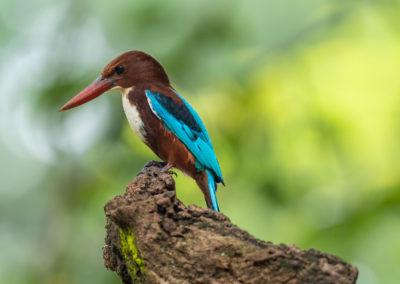 Portfolio Janick White-Throated Kingfisher - India