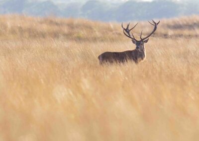 edelhert in het veld - veluwe