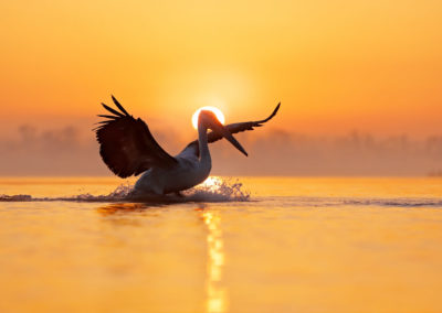 prachtige zonsopgang met landen van kroeskoppelikaan op lake kerkini