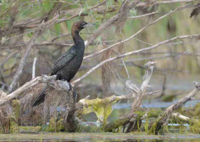 Dwergaalscholver bij de Donaudelta in Roemenië