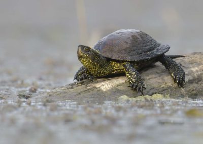 Europese moerasschildpad zittend op een tak