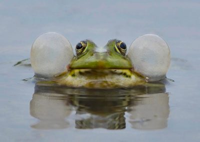 Groene kikker in het water