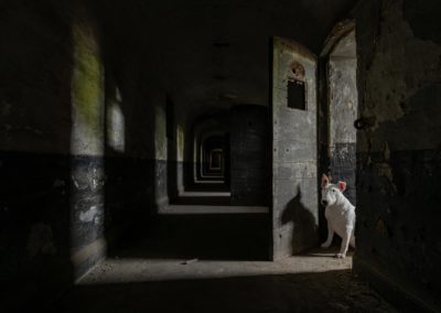 Hond in een donkere gang met schaduwen urbex fotografieweekend