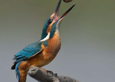 IJsvogel vangt visje met een open snavel fotohut Donaudelta Roemenië