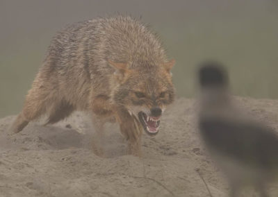 Jakhals met bek open tegen bonte kraai