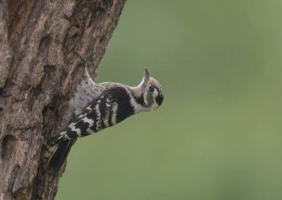 Kleine bonte specht op een boom Ultima frontiera