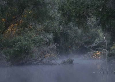 Nevel bij water en bomen in de Donaudelta