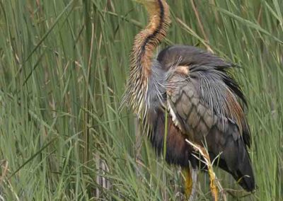 Purperreiger in het groene riet Donaudelta Roemenië