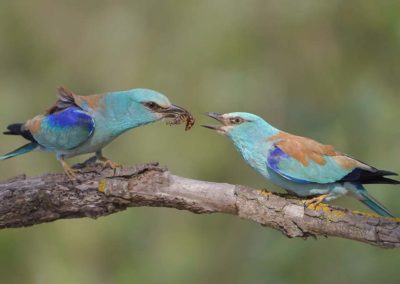 Twee scharrelaars zittend op een tak met insect in snavel