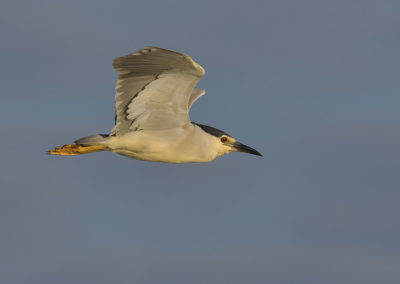 Vliegende kwak Donaudelta in Roemenië