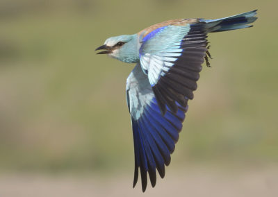 Vliegende scharrelaar fotohut Donaudelta Roemenië