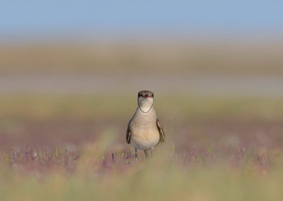 Vorkstaartplevier zittend in het landschap ultima frontiera