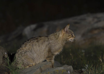 Wilde kat in de nacht bij fotohut Donaudelta Roemenië