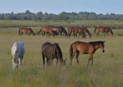 Wilde paarden in het landschap Donaudelta Roemenië