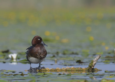 Witoogeend zittend op een takje in het water tussen de waterlelies