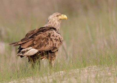 Zeearend in het gras kijkt opzij fotohut Roemenië