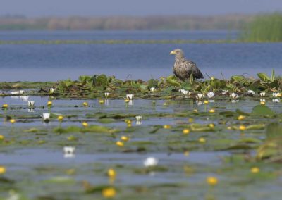 Zeearend zittend tussen de waterlelies Donaudelta Roemenië