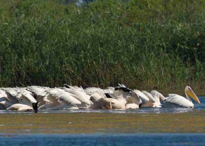 Zwemmende roze pelikanen in Roemenië