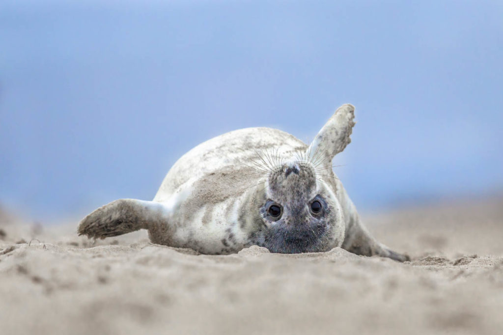 grappige zeehondenpup op zijn rug