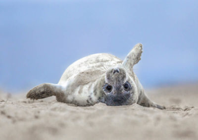 grappige zeehondenpup op zijn rug