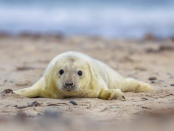 Fotoreis Helgoland winter: Schattige pluizige zeehondjes