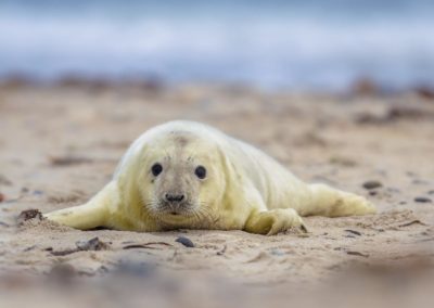 Grijze zeehondpup op het strand