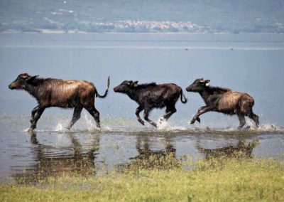 Rennende waterbuffels lake kerkini