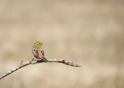 cirlgros tijdens fotoreis lake kerkini