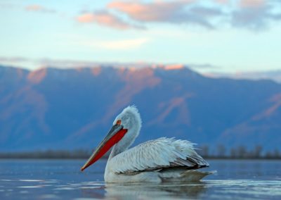 kroeskoppelikaan op lake kerkini aan het dobberen met bergen op de achtergrond