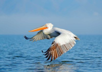 kroeskoppelikaan vliegt vlak over het water lake kerkini fotoreis