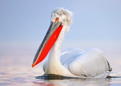 kroeskoppelikaan zwemt op lake kerkini