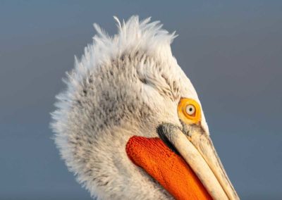 portret van een kroeskoppelikaan lake kerkini