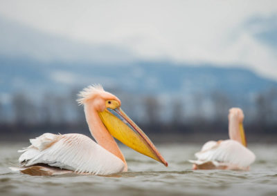roze pelikanen bij lake kerkini