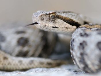 Fotoreis Lesbos: reptielen en amfibieën op het prachtige Griekse Lesbos
