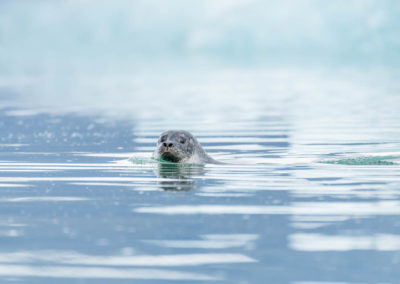 Zeehond Jokulsarlon fotoreis IJsland