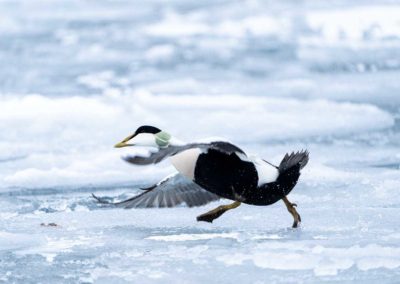 expeditiereis - fotoreis - spitsbergen - eidereend