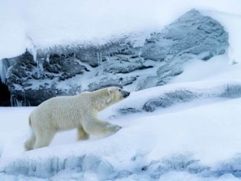 Exclusieve expeditie fotoreis Spitsbergen (Svalbard)