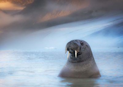 marco giaotti - walrus in het water - spitsbergen