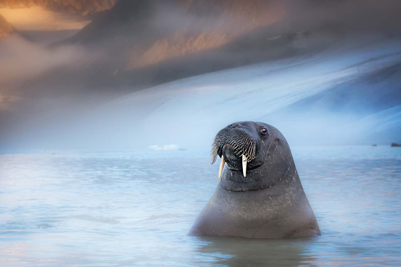 marco giaotti - walrus in het water - spitsbergen