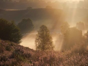 Zomercursus natuurfotografie op de Veluwe