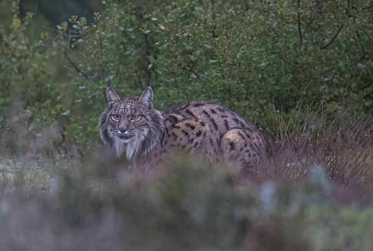 Iberische of Spaanse lynx zittend in Spanje