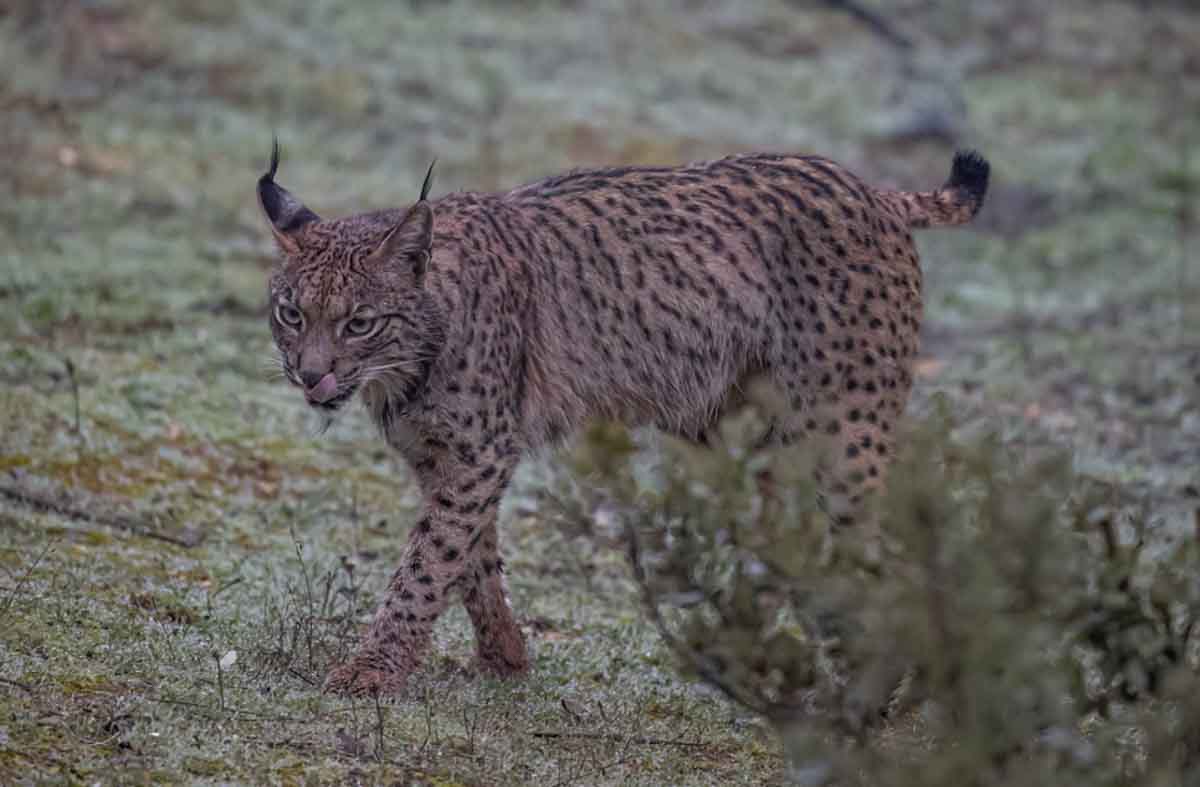 Iberische of Spaanse lynx lopend in Spanje